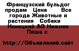 Французский бульдог продам › Цена ­ 1 - Все города Животные и растения » Собаки   . Ненецкий АО,Нижняя Пеша с.